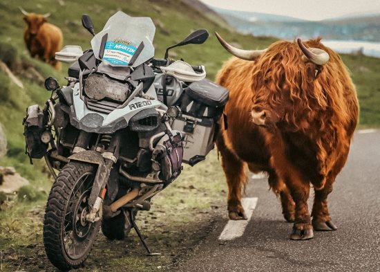 Martin Litschauer, Motorcycle and Icelandic bovine.