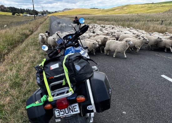 Mark Donham, New Zealand sheep