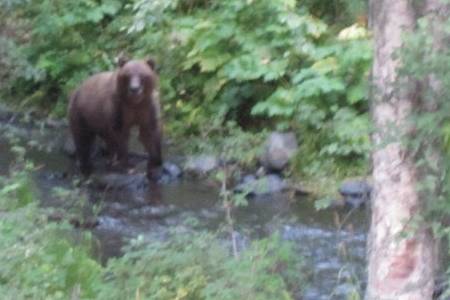 Andrew Pain's close encounters with bears - Kenai.