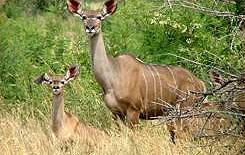 Wildlife at Elgro River Lodge.