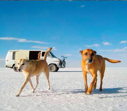 Lorraine Chittock and dogs.