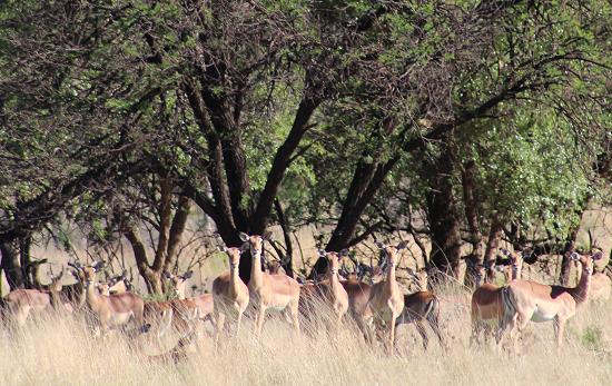 HU South Africa 2014 game drive.