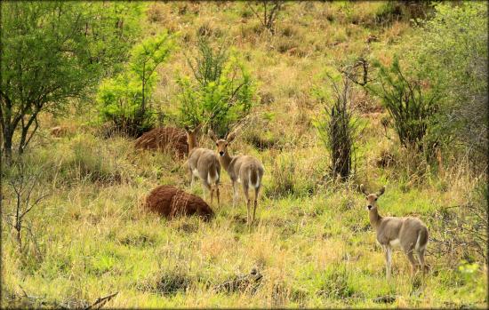 HU South Africa 2016 - antelope on game drive.