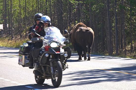 Brian and Shirley Hardy-Rix with bison.