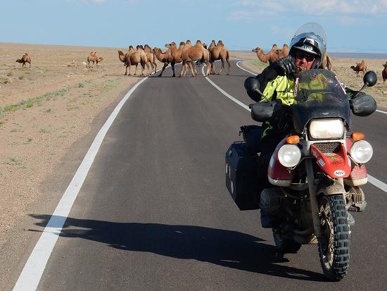 Ken Showalter dodges camels.