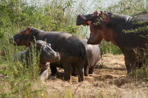 Hippos in St. Lucia, South Africa.