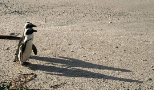 Penguins at the Cape, South Africa.