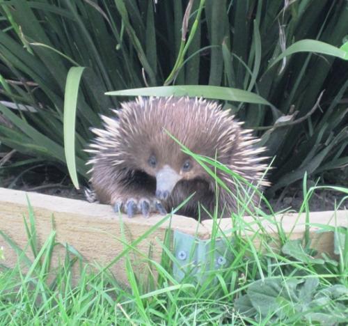 An inquisitive echidna.