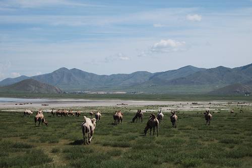 Camels.