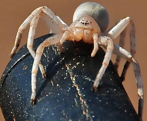 White dancing lady spider, Namibia.