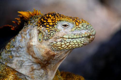 Iguana in the Galapagos.