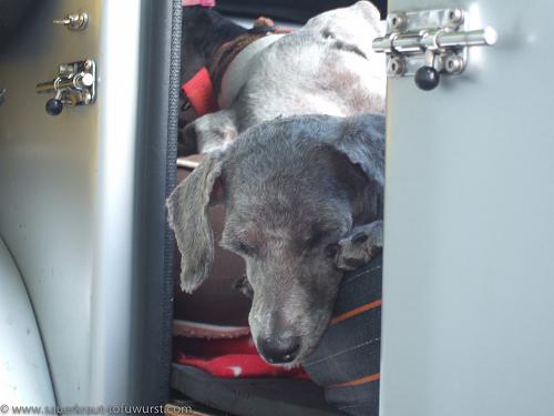 Dogs watching Wolfi fix bike.