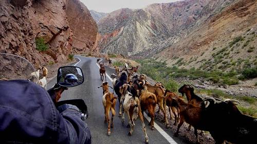 Goats, bike, cliff.