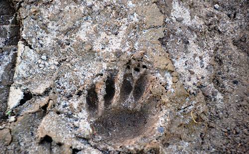 Tasmanian devil tracks.