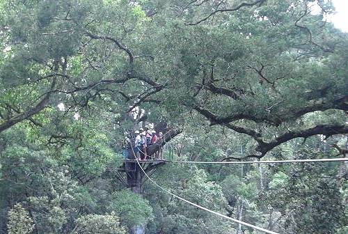 Ziplining canopy.