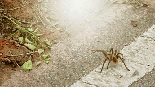 Tarantula, met by Surfy on the road.