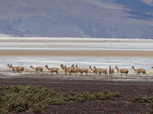 Alpacas on the beach, Bolivia.