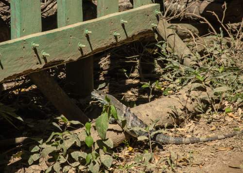 Felipe and Sylvana finding wildlife in Playa Marsella, Nicaragua.