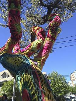 Trees with sweaters, Patagonia.